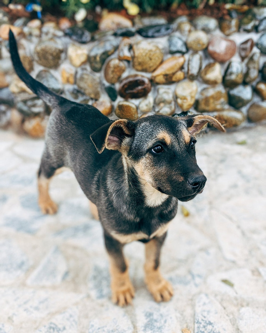 Young puppy standing alert and focused, waiting for a cue