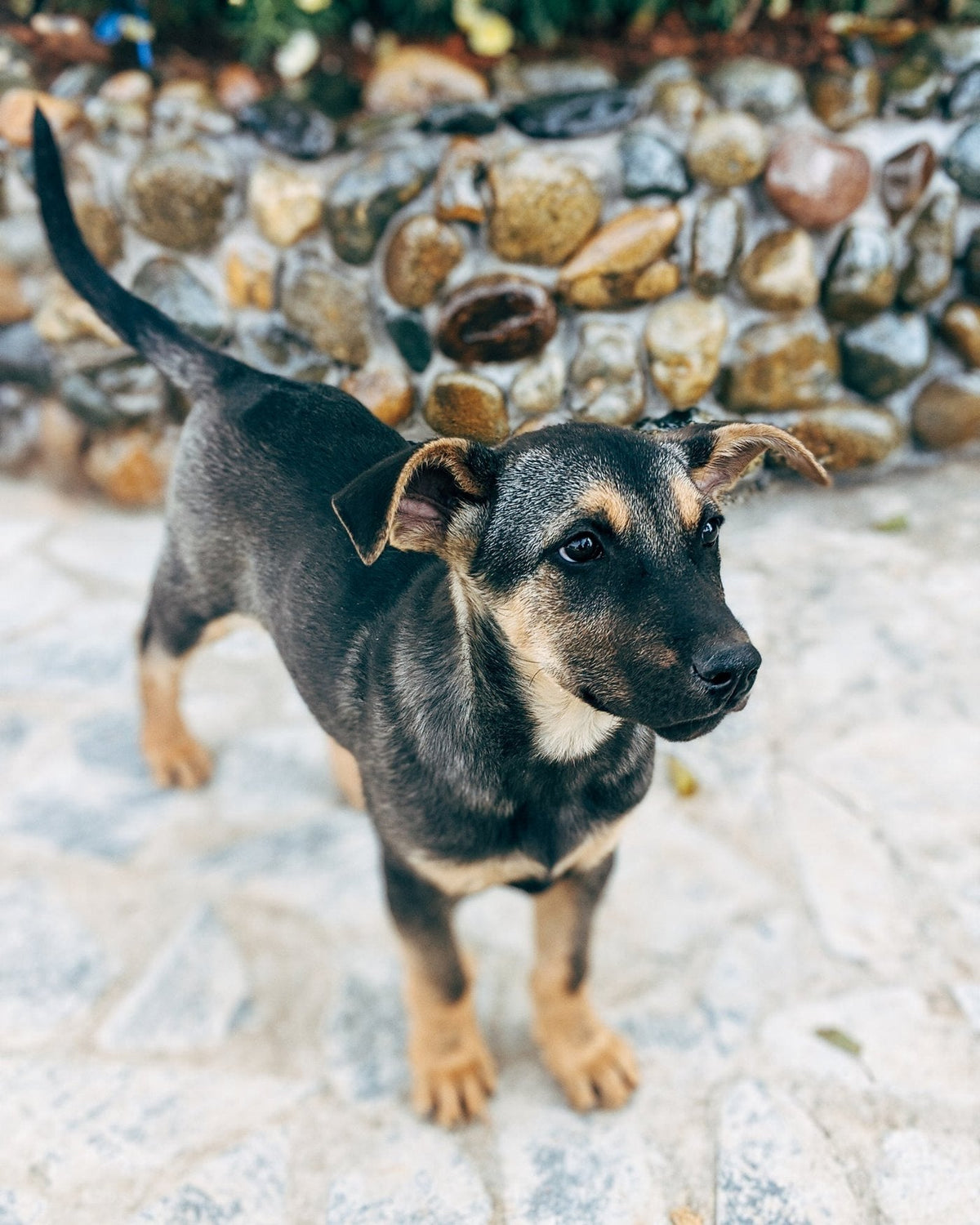 Young puppy standing alert and focused, waiting for a cue