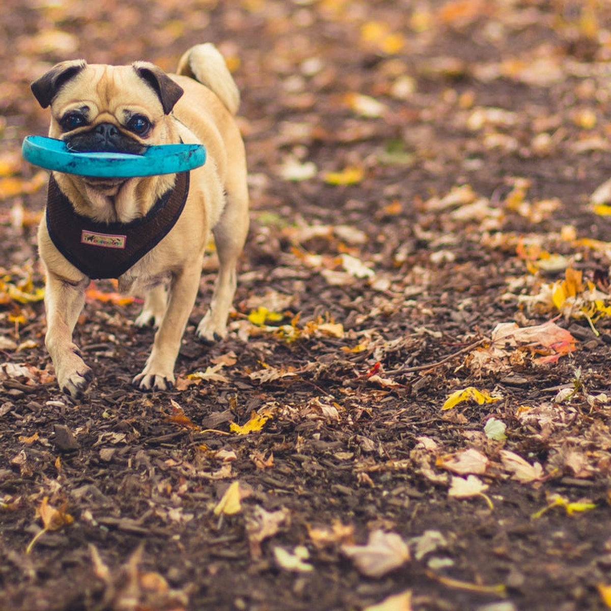 Happy dog trotting back with a toy during a recall exercise
